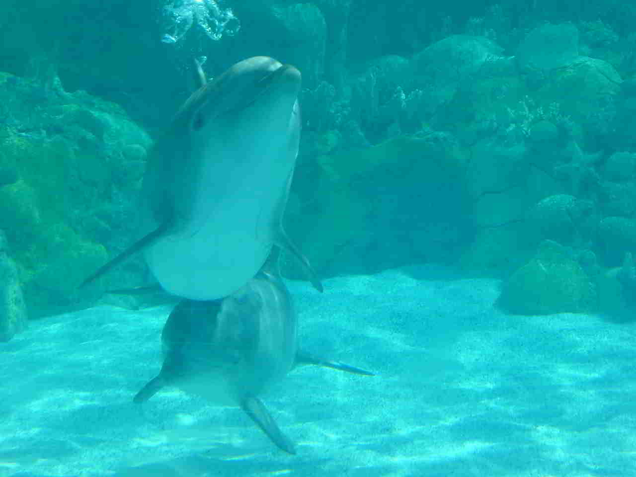 Delphin in Seaworld
